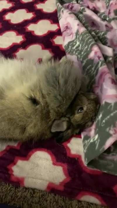 And here is a bunny flop for you 🥰🥰🥰 my cute baby