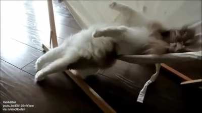 Cat learns to use a hammock