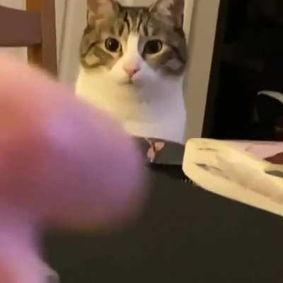 He's on a diet but he pretends to eat what his owner is eating