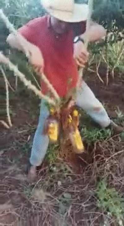 The harvest is plentiful this year