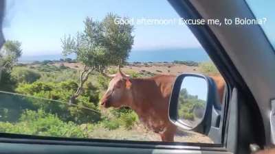 Moogle Maps?!? Idiot ask a cow for directions.