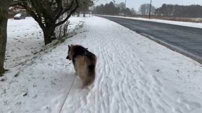 I didn’t expect Shadow’s walk in nighttime snow to be so popular! Here she is again, having a daytime snowy jaunt. Enjoy!