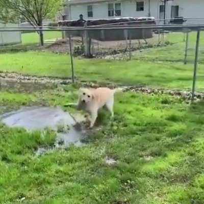 This blind pup just discovered a puddle he can play in! 😭🐶 This is best thing I've seen today..