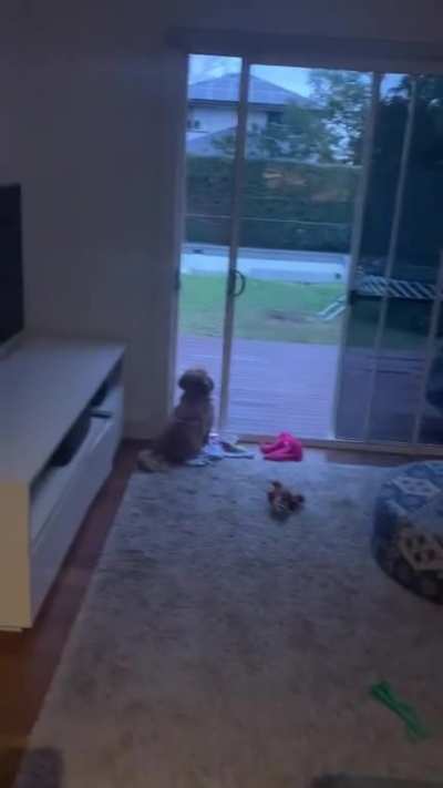 Dog pondering the universe