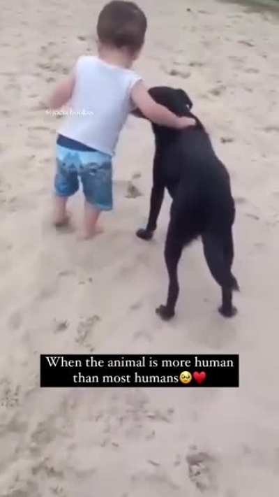 Dog stabilises baby so he can walk without falling