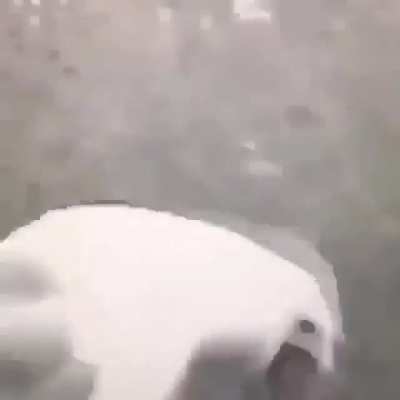 Seagull gwa gwa