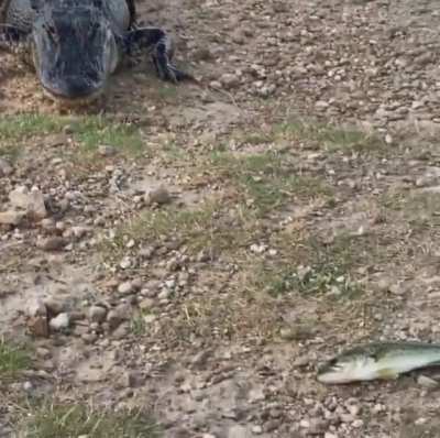 Very hungry alligator