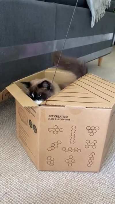 Calculating catbutt wiggle
