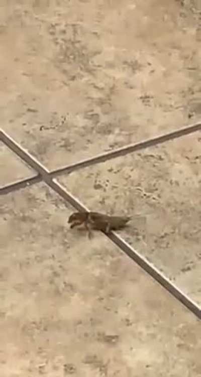 Friend found a bug
