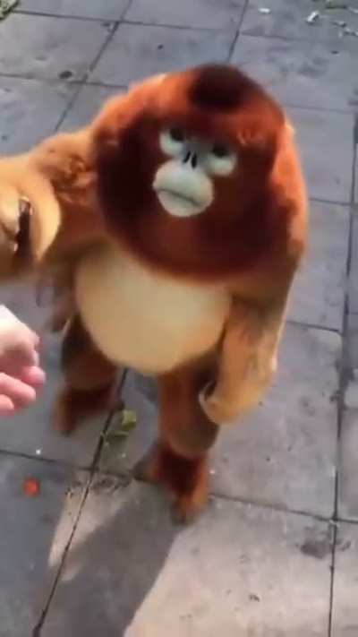 🐵