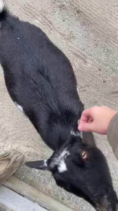 Little cutie at a zoo. Trying to figure out what breed she is, anyone know?