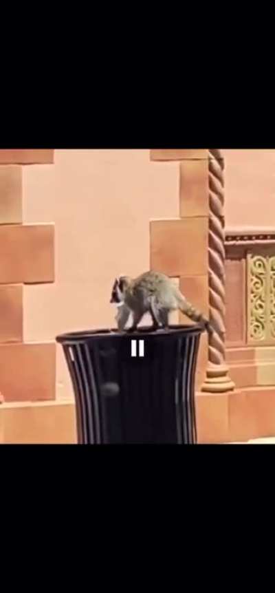 Wait for it...Even raccoons get it
