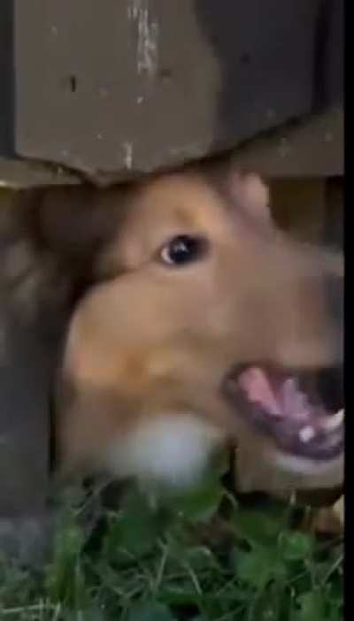 Bork