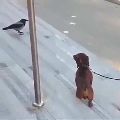 Snap the tail
