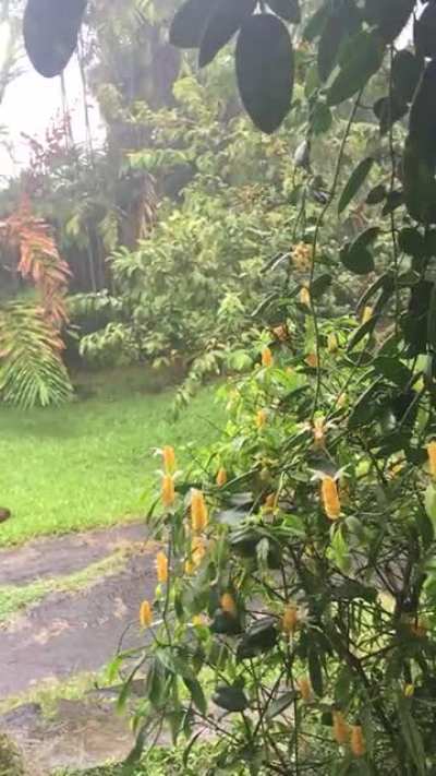 Raining in Hawai’i