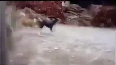 Хрюкает как ...