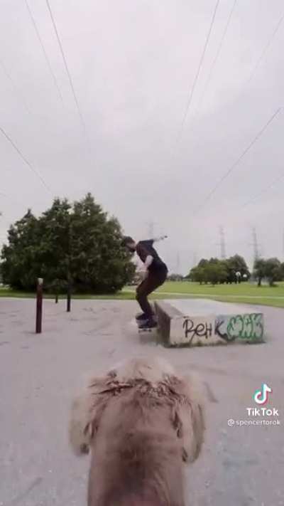 Radical Camera Dog