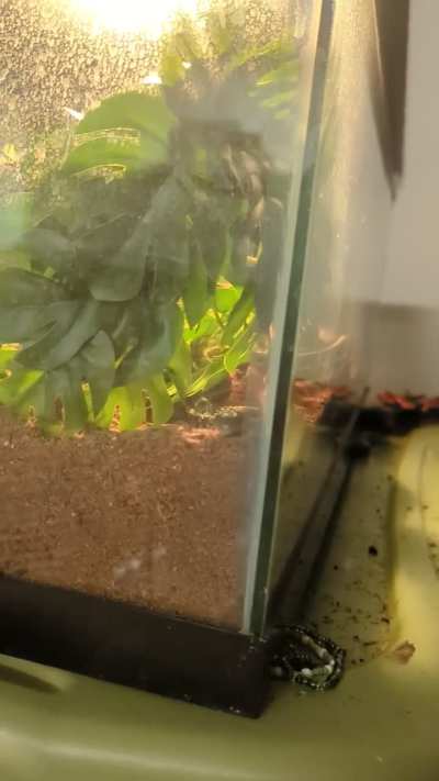 He's been doing this every other day