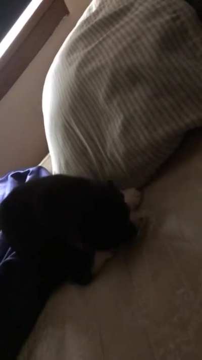 Playful kitten