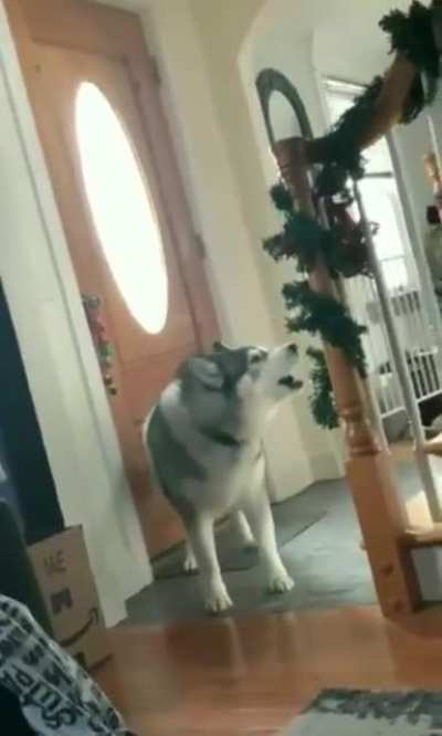 🐶📣