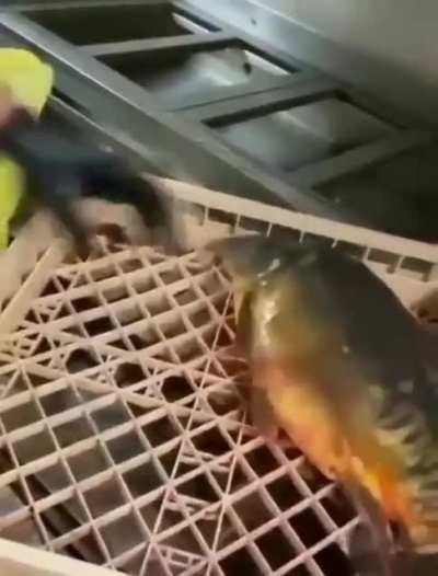 Death defying