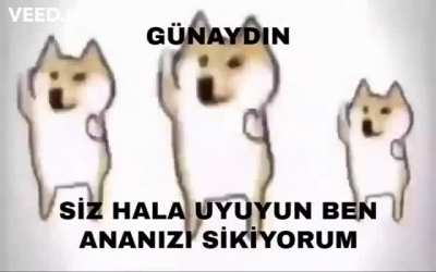 Maqiu özel