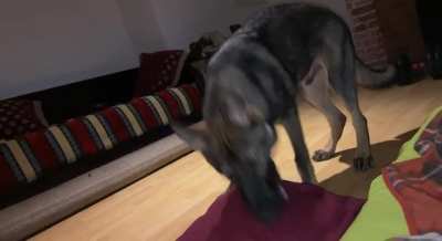 Doggo going crazy