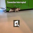 Connection Interrupted [COD]