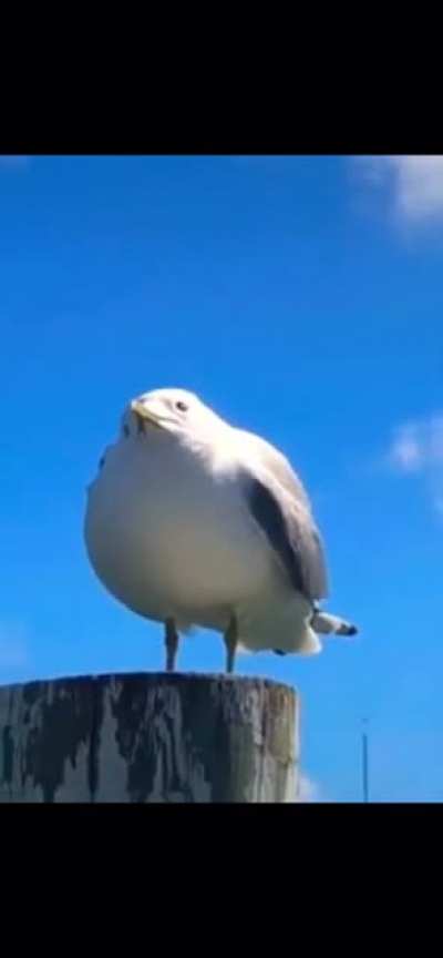 BIRB