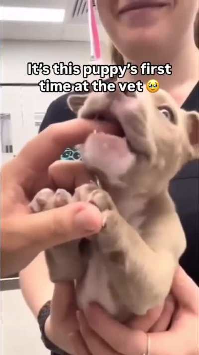 Cute Little Pibble