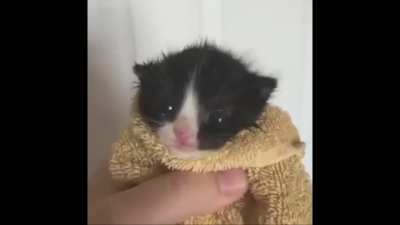 Sen Abdulhamiti savundun ama kedi versiyonu