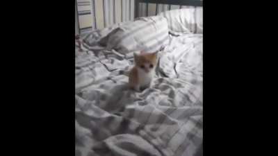 What is your political opinion on vibing cat?
