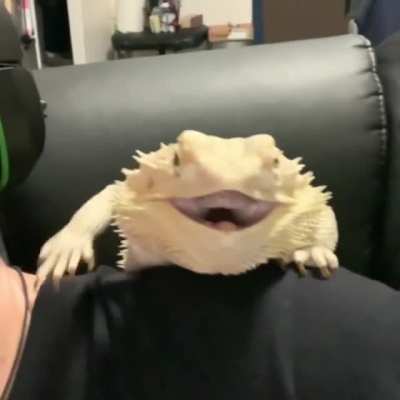 Hi diddly ho