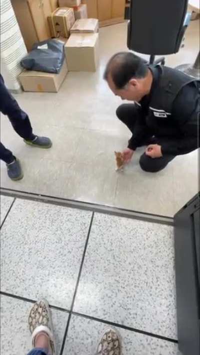A gang of smol cats detained at a Korean police station