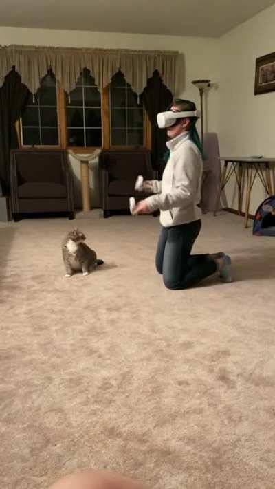 Cat is not as into VR as Wife...