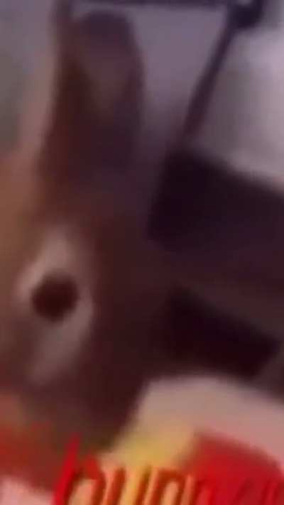 الله ههههههههههههههه