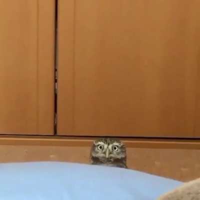Peekabo 🦉