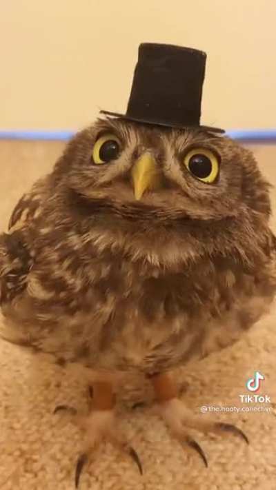 Cute Fancy Birb