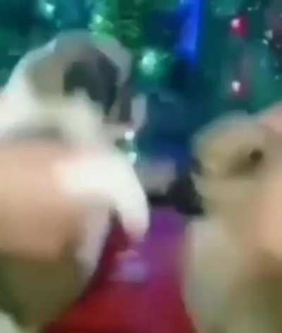 Que tiernos