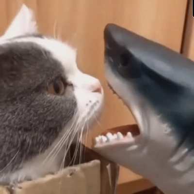 Savage owner allows his cat to be eaten by a shark.