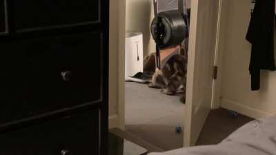 My cat learned how to knock a couple extra bits of food out of the dispenser.