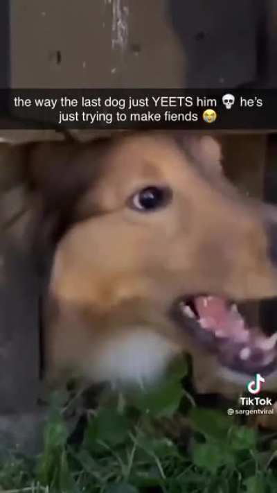 The last dog at the end tho...