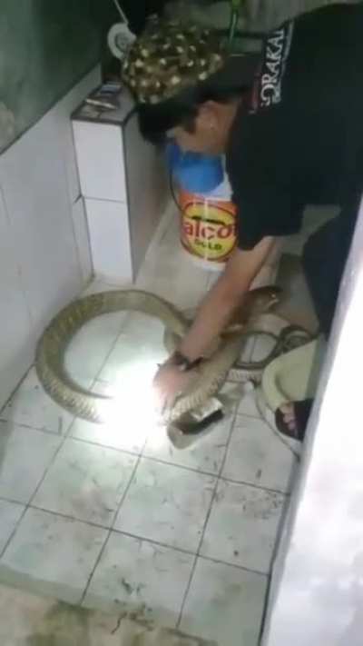 banho no dog
