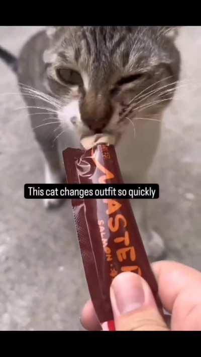 This cat eating
