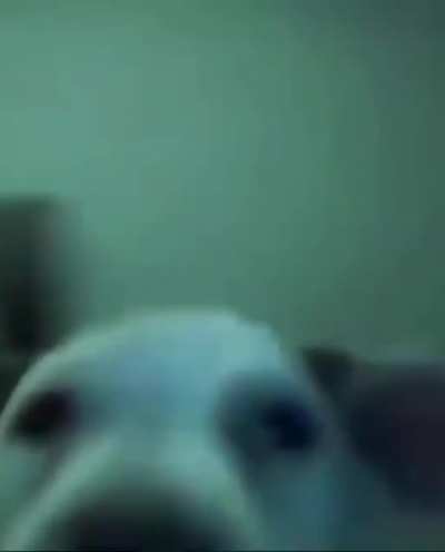 Dancing dog