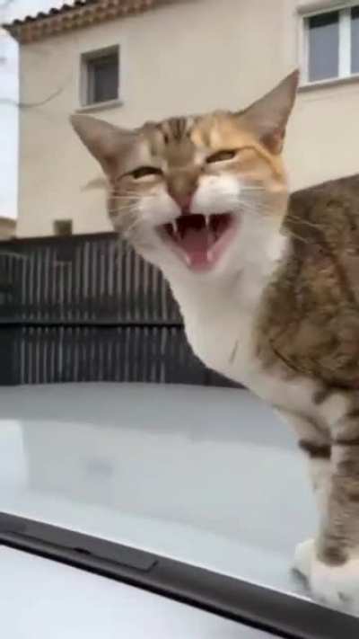 mraaa-