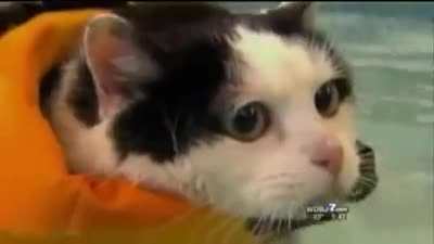 Reporter losing her shit over chonker swimming