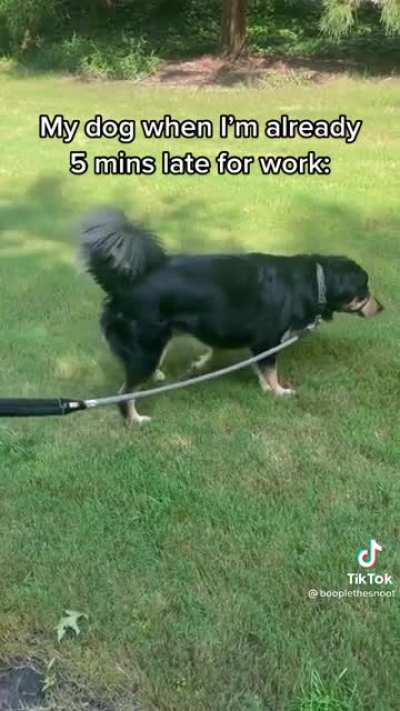 Your dog when you're alreqdy 5 minutes late for work