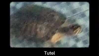 tutel