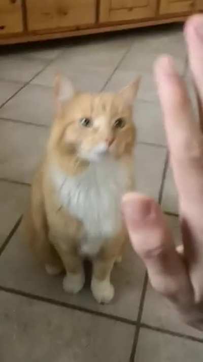 Very one be posting their pets heres mine with a trick
